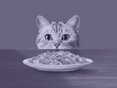 Fabricante líder de alimentos para mascotas